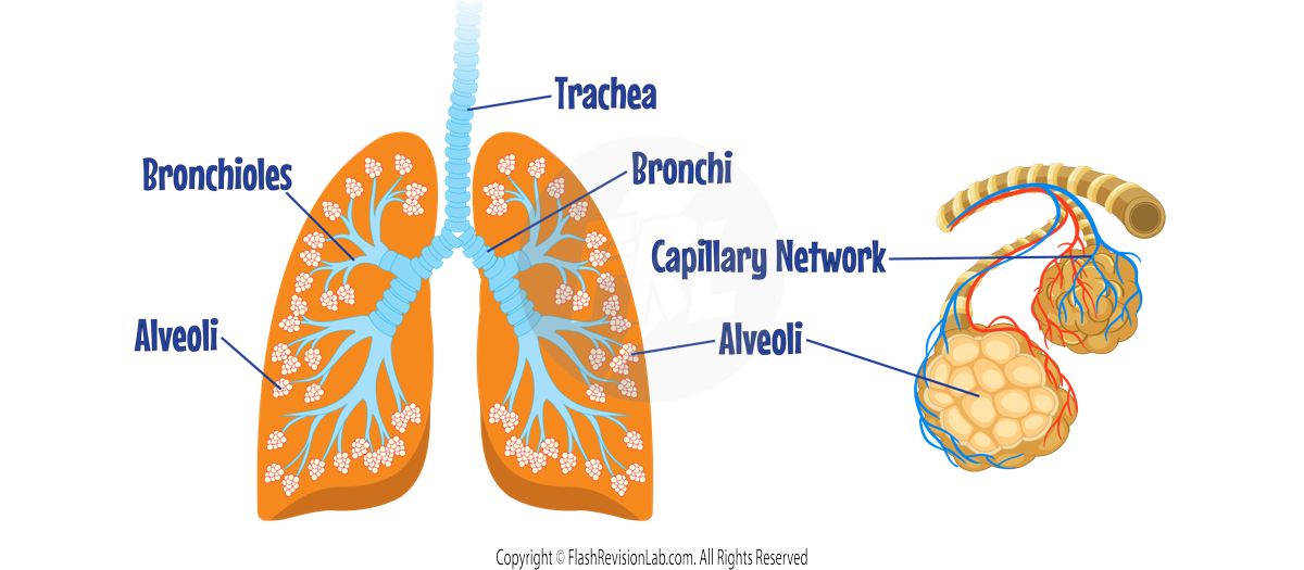 Lungs